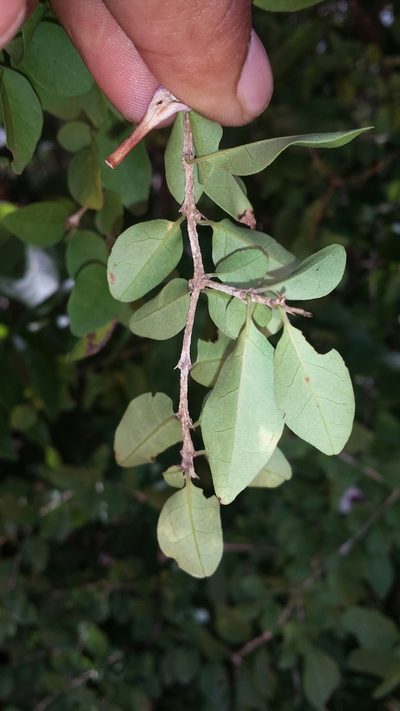 Phylloctenium bernieri, photographed by Romer N. Rabarijaona
