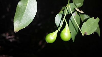 Vitex pervillei, photographed by Romer N. Rabarijaona