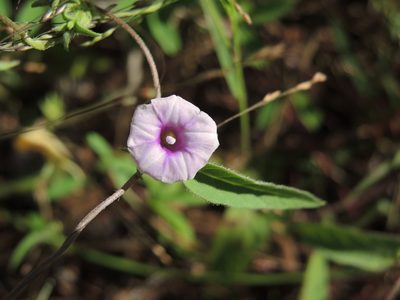 Ipomoea eriocarpa, photographed by coenobita