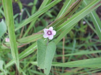 Ipomoea eriocarpa, photographed by coenobita