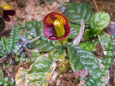 Gesneria depressa, photographed by carnifex