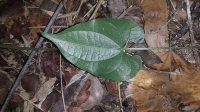 Dioscorea maciba, photographed by Romer N. Rabarijaona