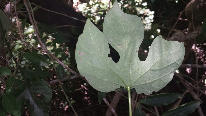 Adenia firingalavensis, photographed by Romer N. Rabarijaona