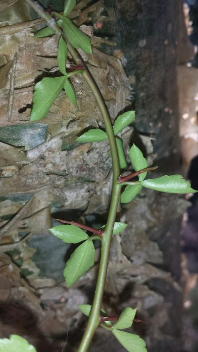 Commiphora simplicifolia, photographed by Romer N. Rabarijaona
