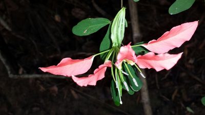 Bauhinia madagascariensis, photographed by Romer N. Rabarijaona