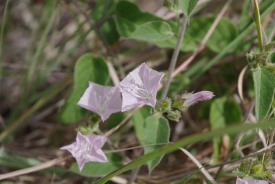 Jacquemontia paniculata, photographed by coenobita