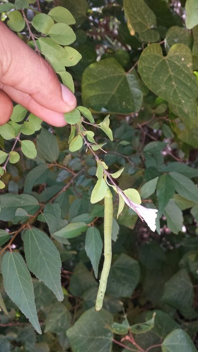 Phylloctenium bernieri, photographed by Romer N. Rabarijaona