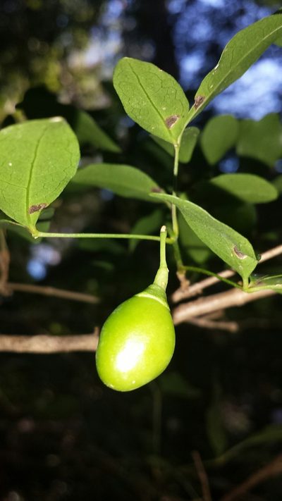 Vitex pervillei, photographed by Romer N. Rabarijaona