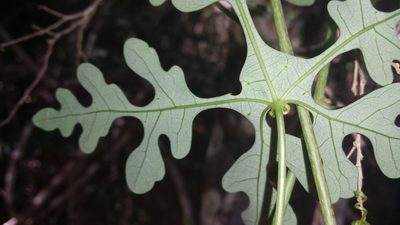 Adenia perrieri, photographed by Romer N. Rabarijaona