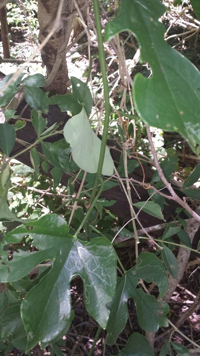 Adenia firingalavensis, photographed by Romer N. Rabarijaona