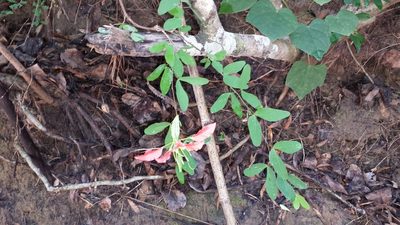 Bauhinia madagascariensis, photographed by Romer N. Rabarijaona