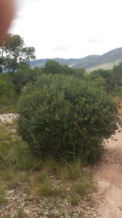 Asteropeia densiflora, photographed by Romer N. Rabarijaona