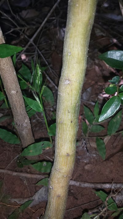 Adenia perrieri, photographed by Romer N. Rabarijaona