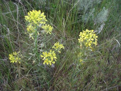 Erysimum asperum, photographed by Colin Croft