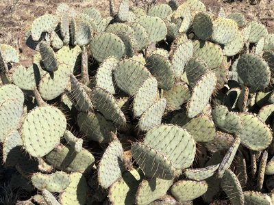 Opuntia santa-rita, photographed by CK2AZ