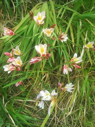 Sparaxis grandiflora, photographed by Stefano Menchetti