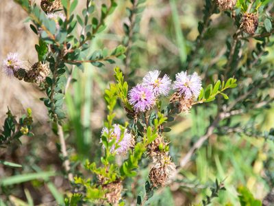 Melaleuca nesophila, photographed by Terra Occ