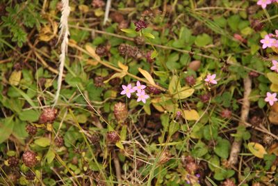 Centaurium cachanlahuen, photographed by Steven Bodzin