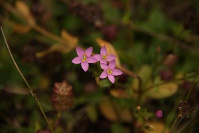 Centaurium cachanlahuen, photographed by Steven Bodzin