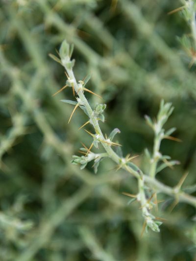 Sclerolaena muricata, photographed by Terra Occ