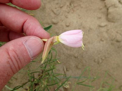 Oenothera nuttallii, photographed by Rob Foster