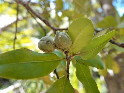Pittosporum ellipticum, photographed by Jacqui Geux
