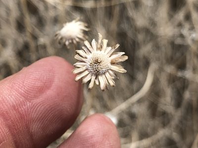 Encelia virginensis, photographed by Al Kordesch