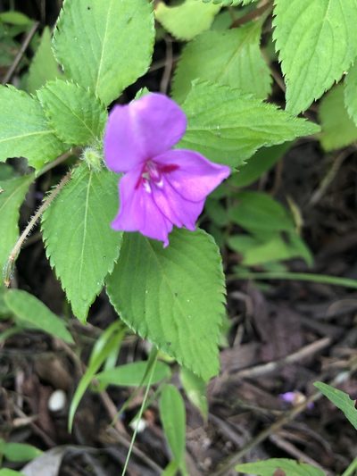 Impatiens sylvicola, photographed by Stefano Menchetti