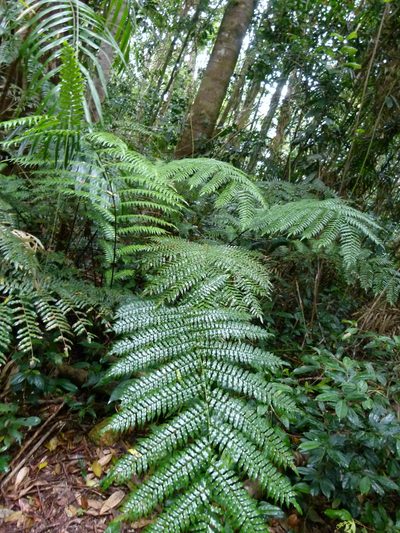 Gymnosphaera rebeccae, photographed by botanygirl