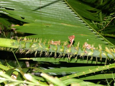Calamus moti, photographed by botanygirl