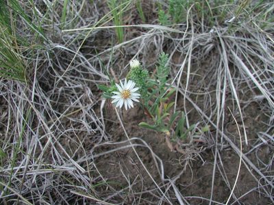 Symphyotrichum falcatum, photographed by Colin Croft