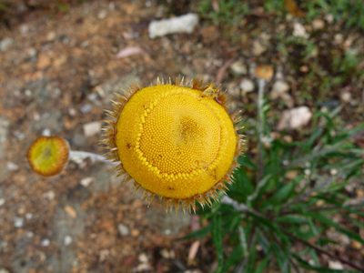 Coronidium rupicola, photographed by botanygirl