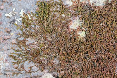 Frullania fugax, photographed by Jeremy Rolfe
