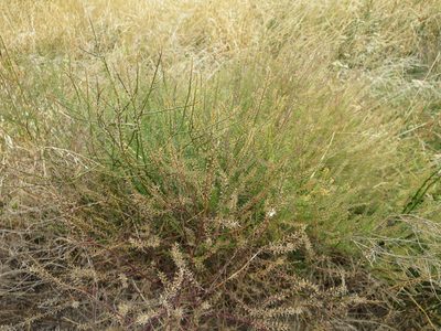 Lepidium africanum, photographed by Alice Shanks