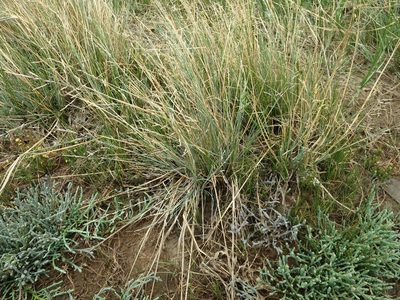 Puccinellia stricta, photographed by Alice Shanks