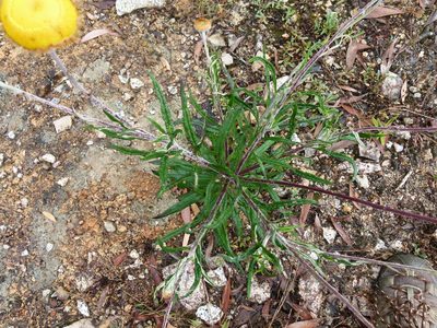 Coronidium rupicola, photographed by botanygirl