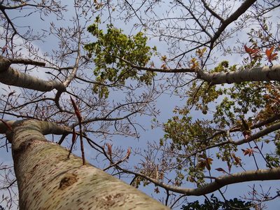 Ficus caulocarpa, photographed by 呂一起(Lyu yi-chi)