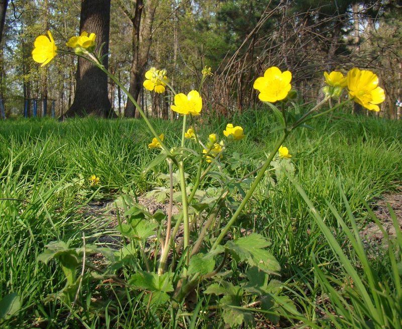 Ranunculus constantinopolitanus, photographed by Юрий Данилевский (Yuriy Danilevsky)
