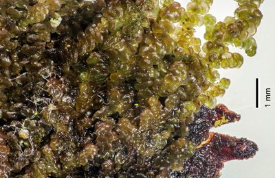 Frullania fugax, photographed by Jeremy Rolfe
