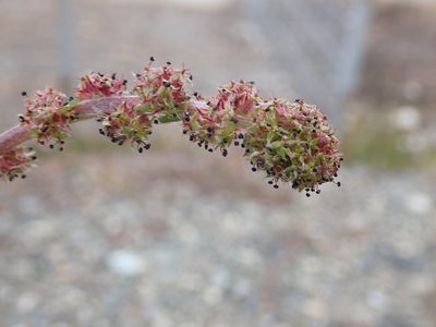 Acaena pinnatifida, photographed by John Brew