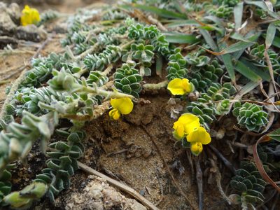 Crotalaria similis, photographed by 呂一起(Lyu yi-chi)