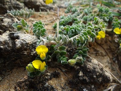 Crotalaria similis, photographed by 呂一起(Lyu yi-chi)