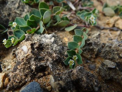 Euphorbia garanbiensis, photographed by 呂一起(Lyu yi-chi)