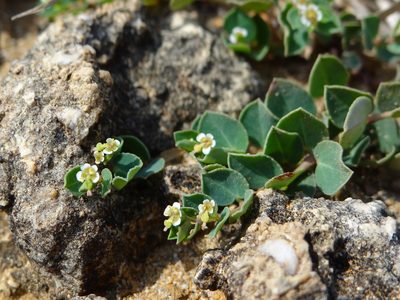 Euphorbia garanbiensis, photographed by 呂一起(Lyu yi-chi)