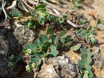 Euphorbia garanbiensis, photographed by 呂一起(Lyu yi-chi)