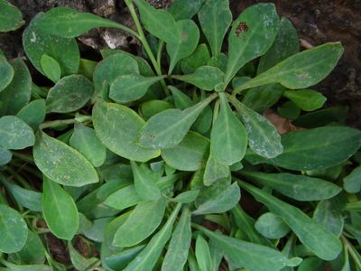 Crepidiastrum lanceolatum, photographed by 呂一起(Lyu yi-chi)