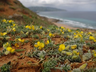 Crotalaria similis, photographed by 呂一起(Lyu yi-chi)