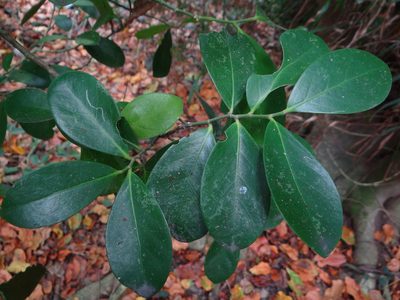 Suregada aequorea, photographed by 呂一起(Lyu yi-chi)