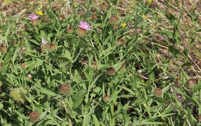 Centaurea trichocephala, photographed by Dmitriy Bochkov