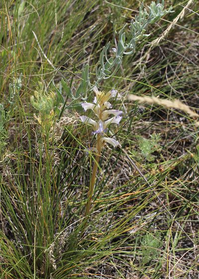 Orobanche cumana, photographed by Dmitriy Bochkov